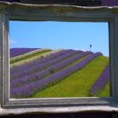2026년 7월 - Kelso Lavender Farm 이미지