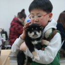 우진켄넬 | [시바견, 시바이누] 시바데이..뒤늦은 후기...