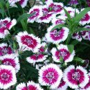 핑크(pink) 이미지