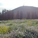 보라목장 이미지