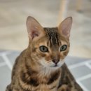 고양이별 캣 카페 이미지