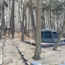 용두해수욕장숲속야영장 이미지