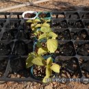 소용농장 이미지