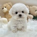 로얄독 강아지분양 화성동탄점 | 동탄강아지 요미독 강아지 요미캣 고양이 동탄점 후기!🐶🦊♥️