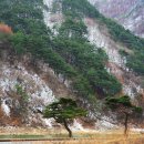 상록수 이미지