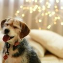 피개행개 이미지