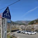 거창군마리면고학보건진료소 | 경남거창 용원정 쌀다리도 벚꽃 구경 갈만한 곳