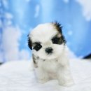 김해 해피몽 김해강아지분양 고양이분양 | 순둥순둥 성격에 귀여운뫼모의 소유자 시츄"후추"입니다.*분양완료*