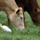 황소목장 이미지