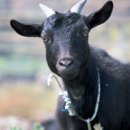 야산염소 이미지