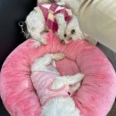 아틀리독 이미지