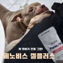 로로 동물병원 | [강아지 약먹이기/ 고양이 약먹이기/ 강아지 영양제] 페노비스 겔플러스 _ 투약 스트레스 없이 약 먹이기!