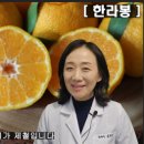 한라봉관광 이미지