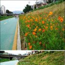 강아지풀 이미지