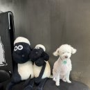플러피쉽 | 세류동 애견 동반 카페_카페 플러피쉽