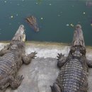 악어상사 이미지