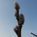 강아지사랑 이미지