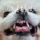 광주 본 동물병원 | 광주 서구, 반려견 스케일링&amp;건강검진 과잉진료 없는 광주동물병원추천 [광주본동물병원]