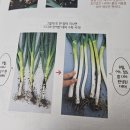 토마토24내손점 | 베란다 텃밭 시작하려고 읽어본 책, 내 손으로 기르는 텃밭 채소 후기