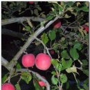 소백산삼가야영장 이미지