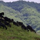 비타민 흑염소농장 이미지