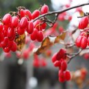 산수유 티스토리