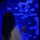 로얄수족관 | [오키나와 여행 4일차] 츄라우미 수족관 (입장권 할인/주차꿀팁/고래상어 먹이주기 &amp; 돌고래쇼 시간)