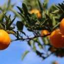 송지농장 이미지