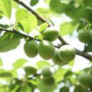 수인농원 이미지