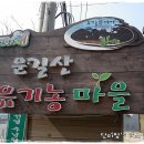 [체험학습] 운길산 유기농 마을 딸기 따기 체험 현장