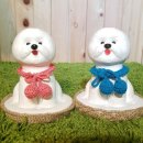 비숑이즈 이미지