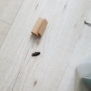 군산시-00005 | 공주방역업체 바퀴벌레 퇴치 공주 신관동 아파트 시공후기