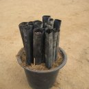 국화호수 이미지