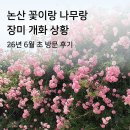 논산 장미 개화상황 🌹 하늘보리 꽃이랑 나무랑 2026년 6월 초 방문 후기