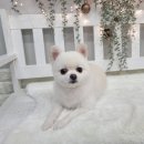 댕댕이 미장원 이미지