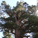 마리포사 이미지