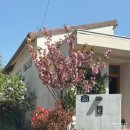 (상하)개화목장 | 김해 카페모하 겹벚꽃 실시간 개화 아기와 방문 후기