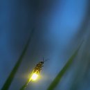 반딧불이 이미지