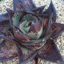 봉황슈퍼 이미지