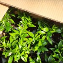 죽백6로 이미지