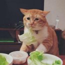 샐러디분당 이미지