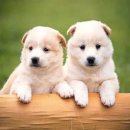 행복한 강아지 이미지