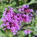 가좌울공원 앞 | 2025년 양산 황산공원 국화축제 방문 후기