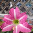 에스텔라 이미지