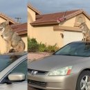 y동물병원 이미지