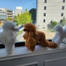 원주애견미용학원 네이버블로그