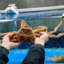 주식회사 원조속초게찜 | 현지인 속초대게맛집 추천, 수율이 꽉 차 만족한 '유진게찜' 후기