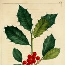 홀리호랑 이미지