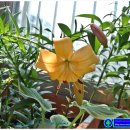 스테이시도 이미지