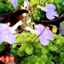 오공플라워